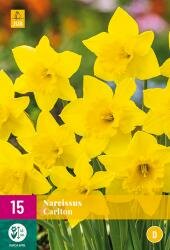 Narcissus carlton 15st