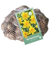 Narcissus geel 40st