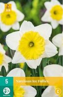 Narcissus ice follies 5st