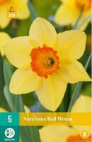 Narcissus red devon 5st