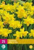 Narcissus tete-a-tete 25st