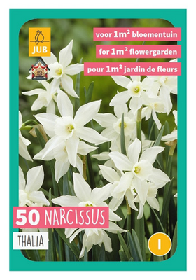Narcissus triandrus thalia 50st