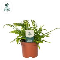 Nephrolepis exal. 'Green Lady, pot 12 cm, h 15 cm