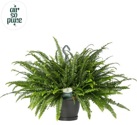 Nephrolepis exal. 'Green Lady, pot 20 cm, h 60 cm