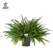 Nephrolepis exal. 'Green Lady, pot 20 cm, h 60 cm