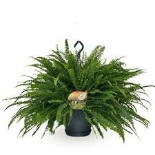 Nephrolepis exal. 'Green Moment, hangpot 19 cm