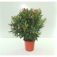 Nerium Oleander Mix, h 150 cm, pot 40 cm
