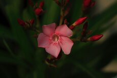 Nerium Oleander Mix kleuren, pot 22 cm, h 70 cm - afbeelding 3
