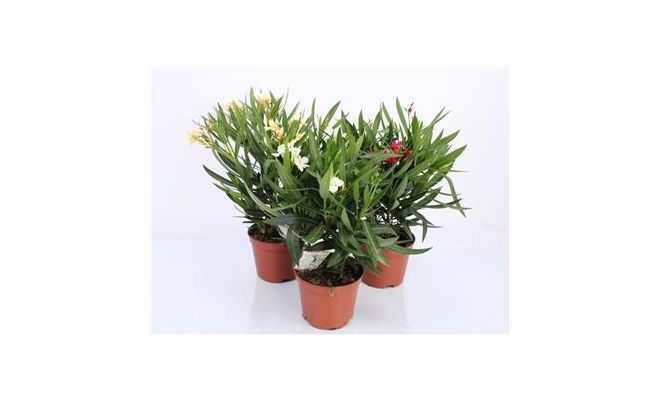 Nerium Oleander Mix, p22 h75 cm