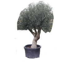 Olijfboom, olea europaea, 40/50, stam 160, olijf