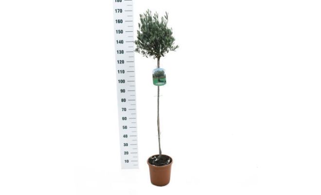 Olijfboom, Olea europaea, pot 24, h 150 cm stam, olijf - afbeelding 1