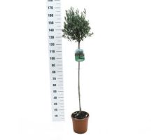 Olijfboom, Olea europaea, pot 24, h 150 cm stam, olijf - afbeelding 1