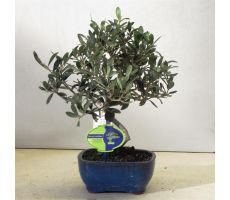 Olijfboom, Olea europaea, schaal 21 cm., h 40 cm, olijf