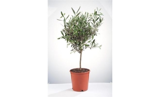 Olijfboom, olea europaea topiary toscana c26
