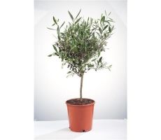Olijfboom, olea europaea topiary toscana c26
