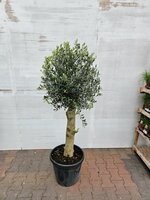 Olijfboom,olea europea, op stam