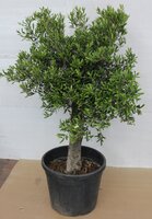 Olijfboom, Olea europaea, h210 cm, pot 65 cm, olijf - afbeelding 4
