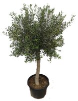 Olijfboom, olea europaea toscana half stam h60-h130, olijf