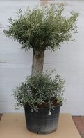 Olijfboom, olea europaea forma tosana - afbeelding 3