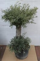 Olijfboom, olea europaea forma tosana - afbeelding 1