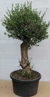 Olijfboom, olea europaea, pot 80 cm, h 140 cm, oude stam, doorsnede 16-20 cm - afbeelding 3