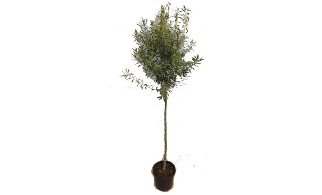 Olijfboom, olea europaea, stam 130 cm, bol 45 cm, p 27 cm - afbeelding 1