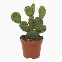 Opuntia microdasys var. Rufida, pot 8,5 cm, h 15 cm