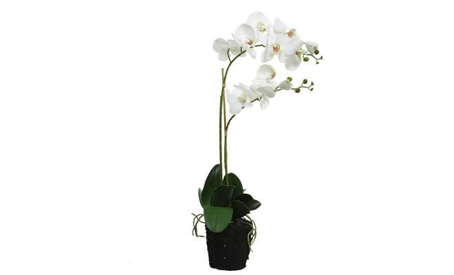 Orchidee pes voet l35b16h62cm wit - afbeelding 1