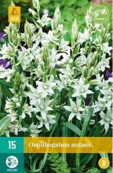 Ornithogalum nutans 15st