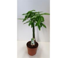 Pachira Aquatica (Geldboom), pot 21 cm, h 70 cm - afbeelding 2