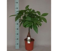 Pachira Aquatica (Geldboom), pot 21 cm, h 70 cm - afbeelding 1