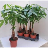 pachira aquatica, pot 17 cm, h 80 cm