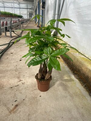 Pachira aquatica, pot 19 cm, h 70 cm