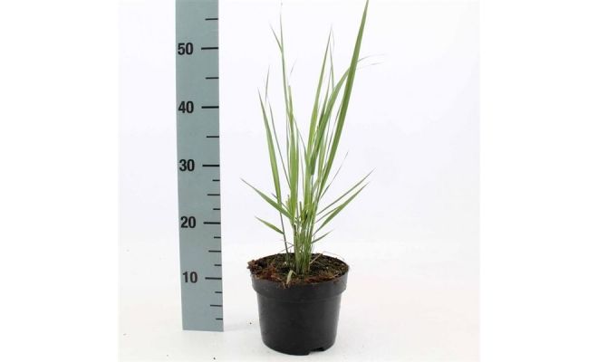 Panicum virgatum potmaat 17cm planthoogte 30cm