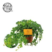 Parthenocissus inserta, pot 12 cm, h 20 cm - afbeelding 2