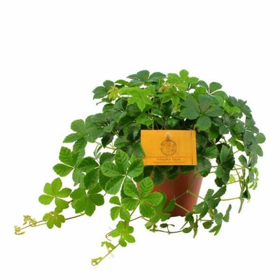 Parthenocissus inserta, pot 12 cm, h 20 cm