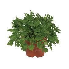 Pelargonium graveolens, pot 12 cm, h 20 cm