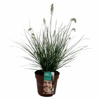 Pennisetum alopec. 'Little Bunny, pot 17 cm, h 75 cm