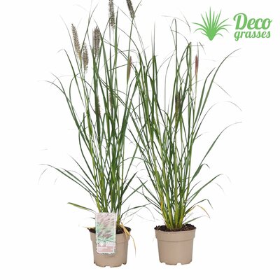 Pennisetum alopecuroides Red Head, pot 17, h 60 cm - afbeelding 1