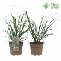 Pennisetum alopecuroides Red Head, pot 17, h 60 cm - afbeelding 2