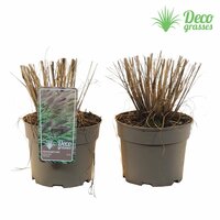 Pennisetum alopecuroides Red Head, pot 17, h 60 cm - afbeelding 3