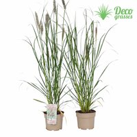 Pennisetum alopecuroides Red Head, pot 17, h 60 cm - afbeelding 4