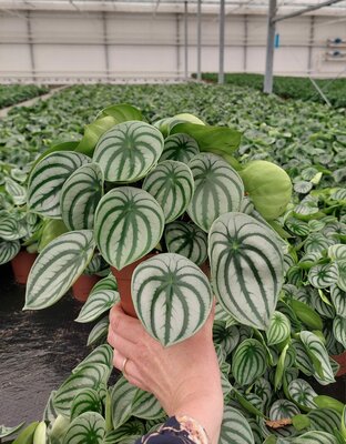 Peperomia argyreia, pot 11 cm, h 20 cm