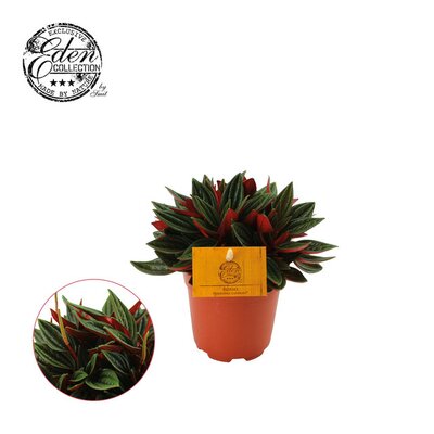 Peperomia caperata 'Rosso, pot 10,5 cm, h 15 cm