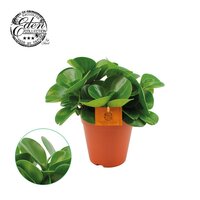 Peperomia obt. 'Green Gold, pot 15 cm, h 25 cm