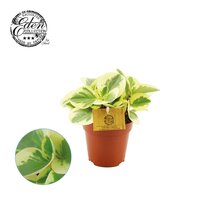 Peperomia obt. 'Obtipan Bicolor, pot 12 cm, h 20 cm