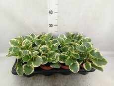 peperomia obtusifolia 'variegata' p12