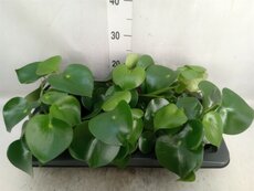 Peperomia polybotrya 'Raindrop, pot 12 cm, h 20 cm