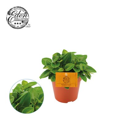 Peperomia pros. 'Pixie, pot 12 cm, h 20 cm