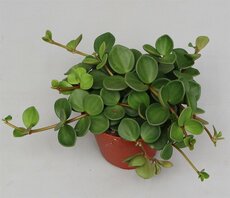 Peperomia tetraphylla 'Hope, pot 14 cm, h 20 cm